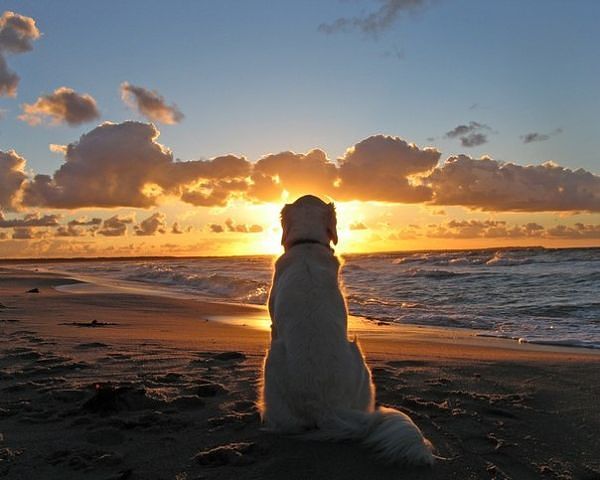 Виталий Фесенко