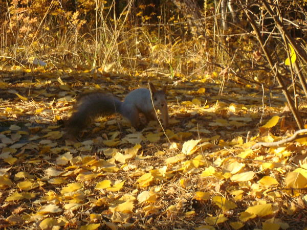 Ольга Чернега