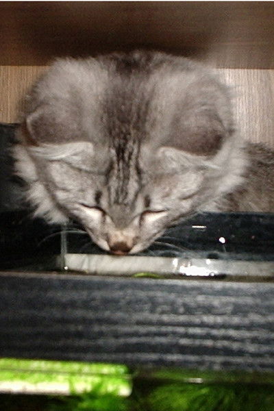 Костригина Светлана