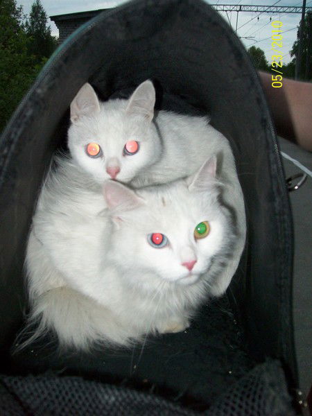 Ирина Кучеренкова