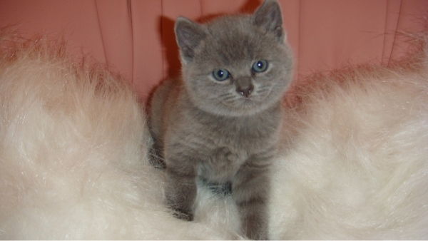 Олег Салацкий