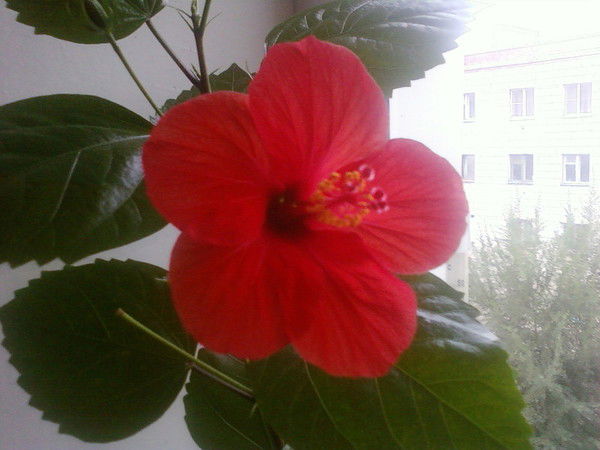 Ольга Лаптева