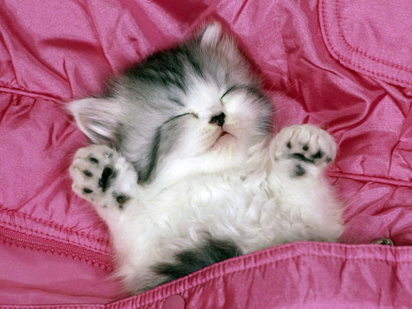 Ира Челищева