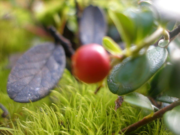 Лариса Гранкина