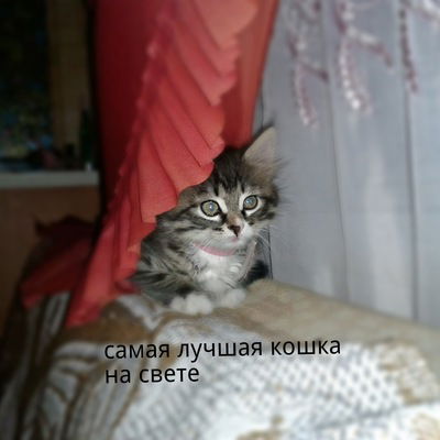 Дарина Скрепкова