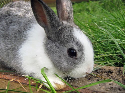 Маргарита Бородина