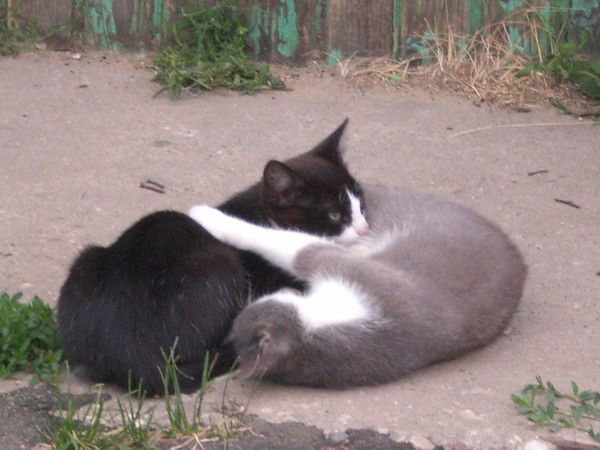 Олеся Чобану