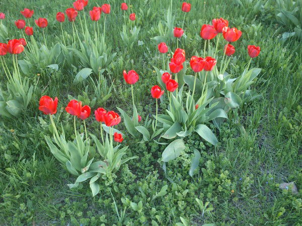 Стелла Погосова