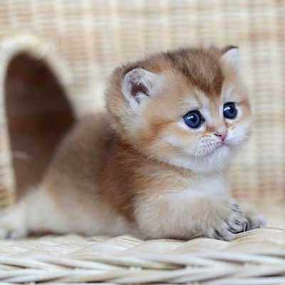 Елизавета Софронова