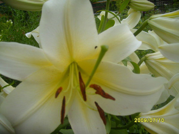 Анна Яшнева