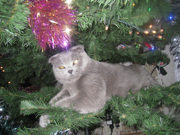 Саша Рыльский