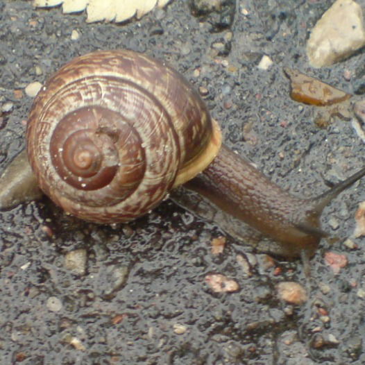 Кирилл Кулеш