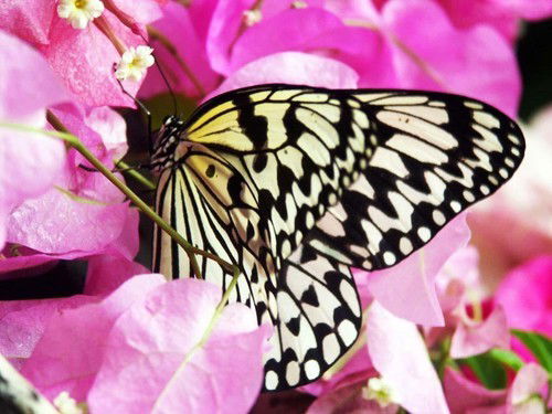 Алсу Сарманаева