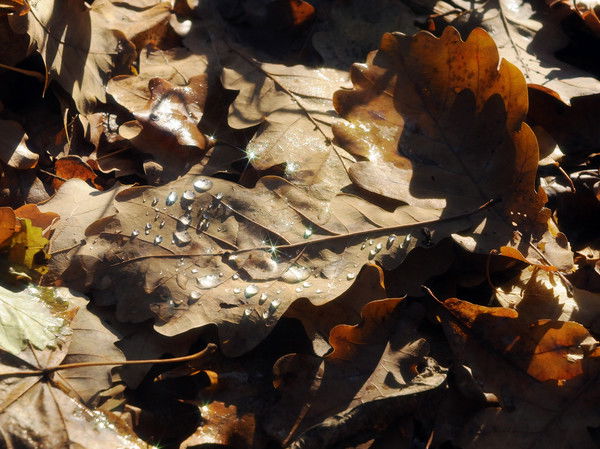 Илья Муромец