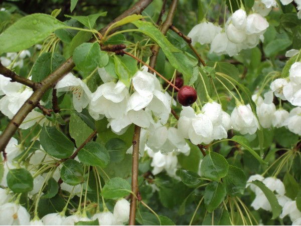 Алена Ткаченко-Домме