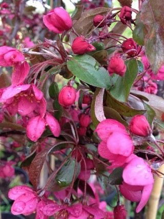 Екатерина Иванова