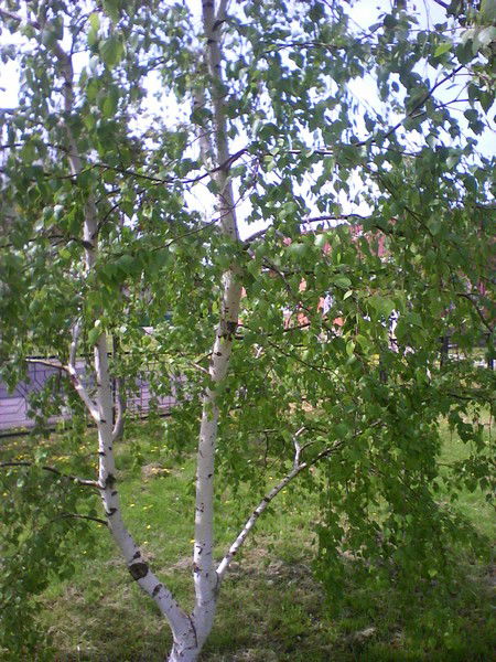 Светлана Железникова