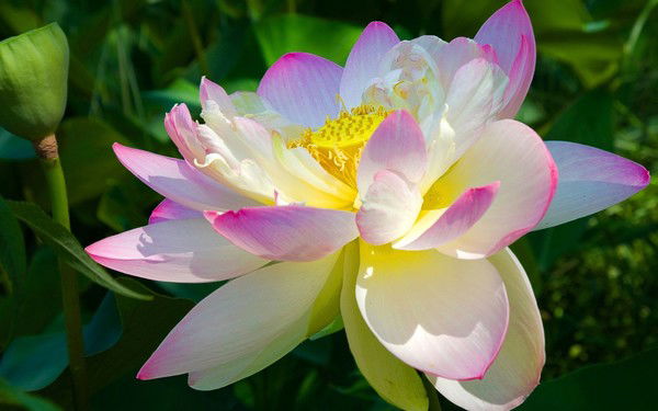 Руслана Панченко