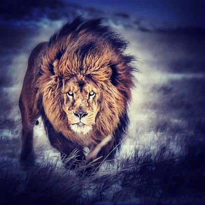 Темиркан Алиев