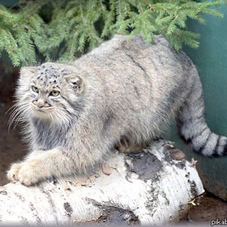 Елена Сучкова