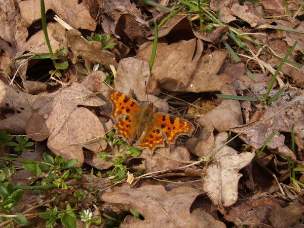 Наташа Лиховид