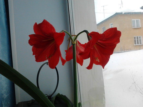 Юлия Андрицкая