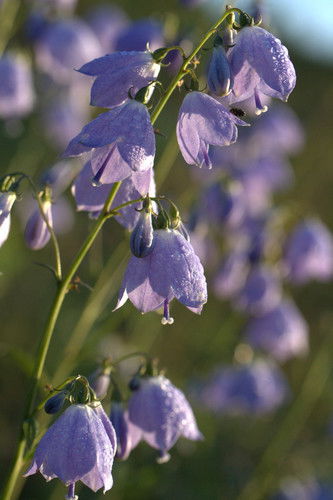 Юлия Сайгафарова
