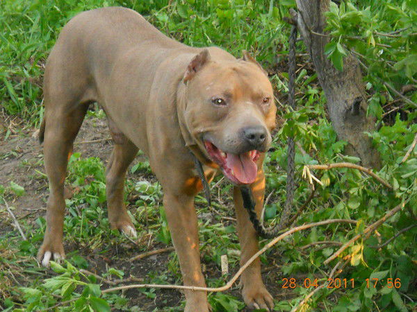 Виталий Никитов