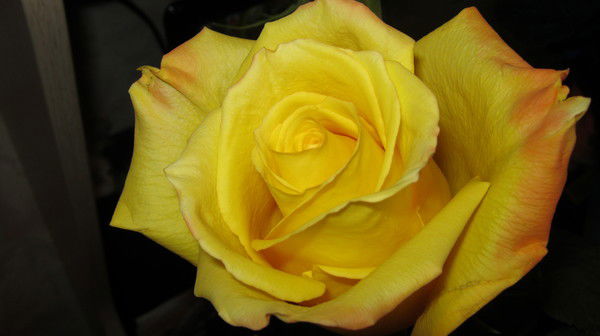 Светлана Майкова