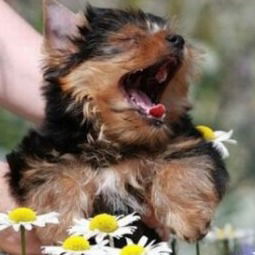 Надежда Драганова