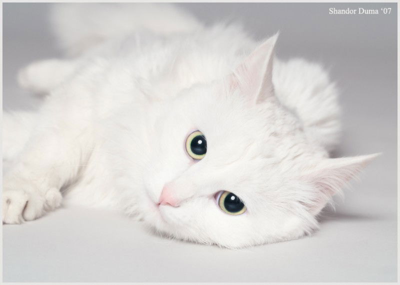 Ирина Зяблова