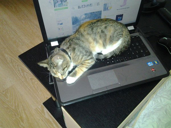 Олеся Герасимова