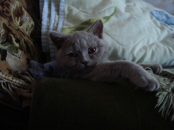 Эвелина Гордеева