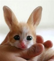 Адиля Зайниева