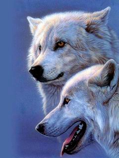 Эльвин Атакишиев