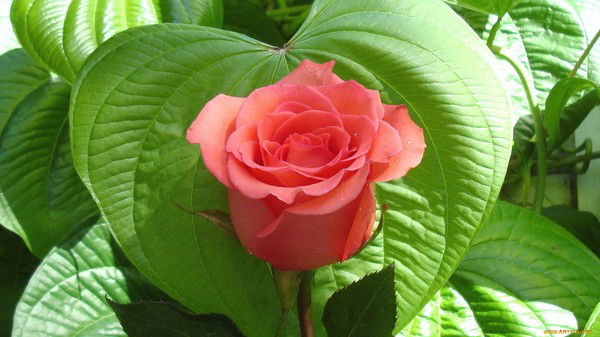 Ирада Гаджиева