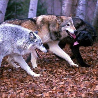 Иван Шароваров