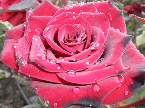 Оксана Ковтун