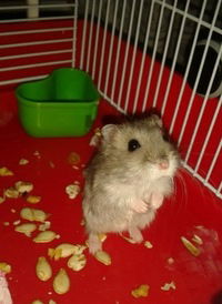 Владимир Гришко