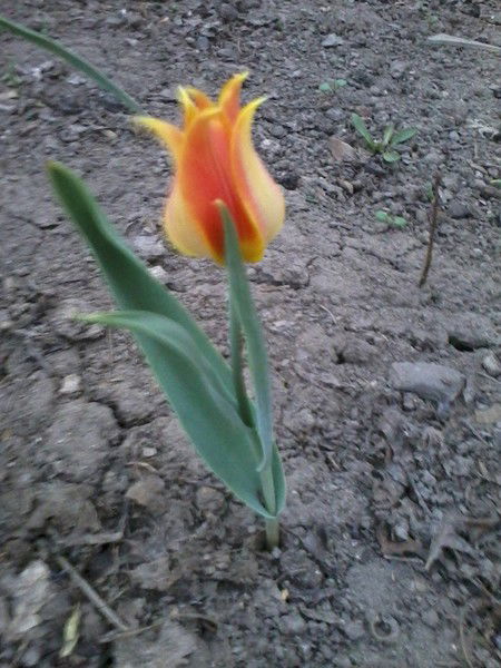 Александра Костина