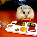 Jerar Hamster