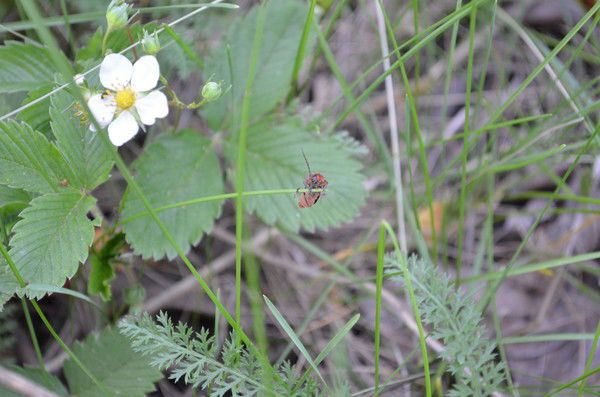 Ольга Фонакова