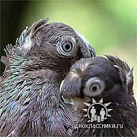 Ерлан Жунусов