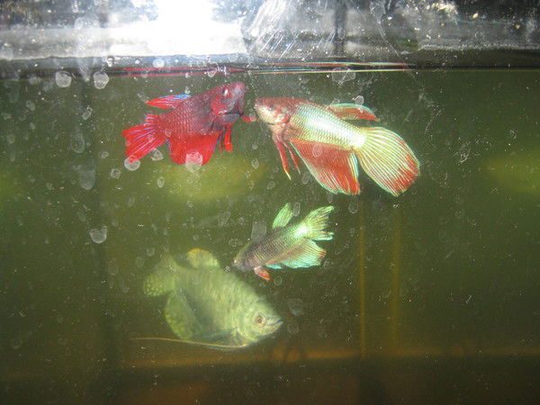 Анатолий Кондратичев