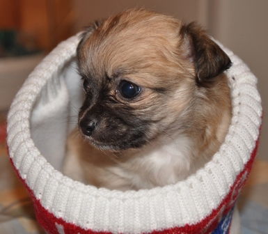 Игорь Пыриг