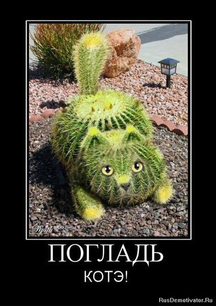 Илья Кургаев