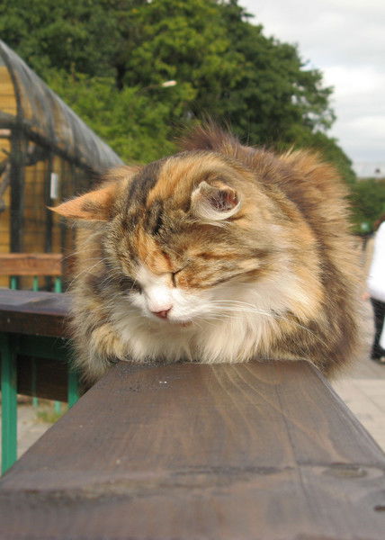 Агафья Петрашкевич