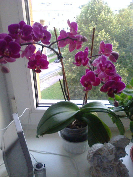 Людмила Куран