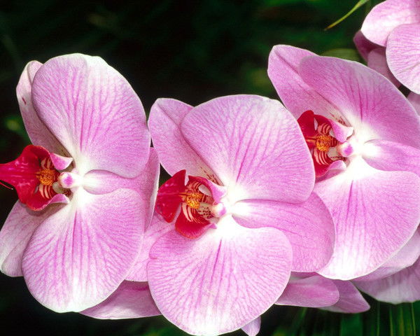 Марина Келина