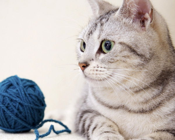 Елена Белецкая